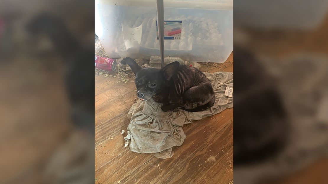 An emaciated dog found at the property.