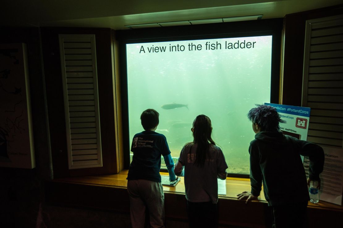 Children watch a salmon head into a fish ladder at Bonneville Dam. It's one mitigation to try to help salmon maintain their life cycle.