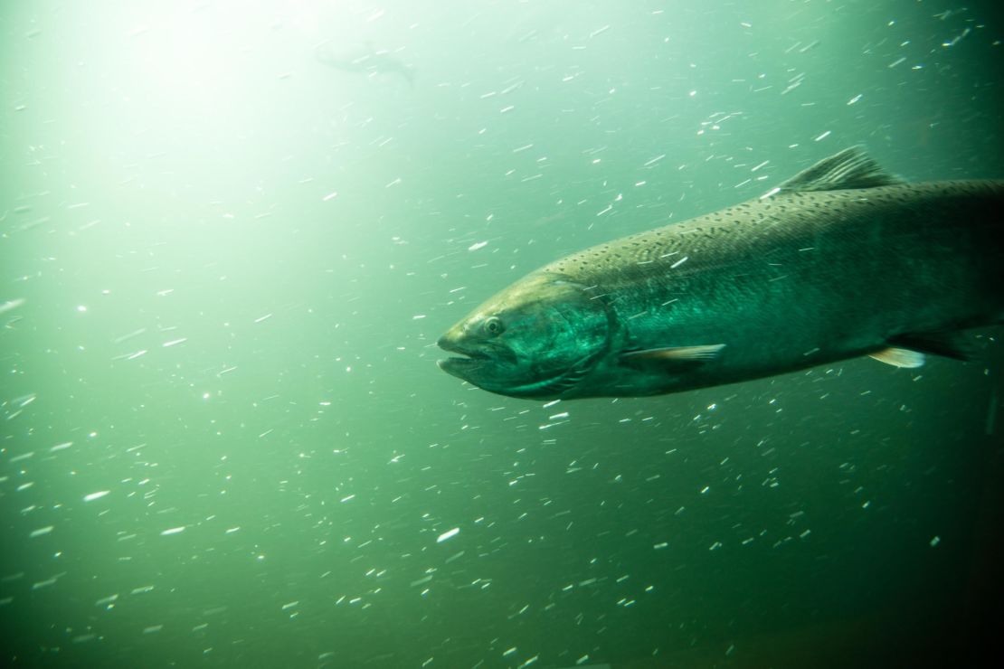 A salmon heads through the fish ladder that will allow it to swim over the Bonneville Dam. 