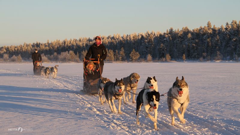 How Fast Do Husky Sleds Go