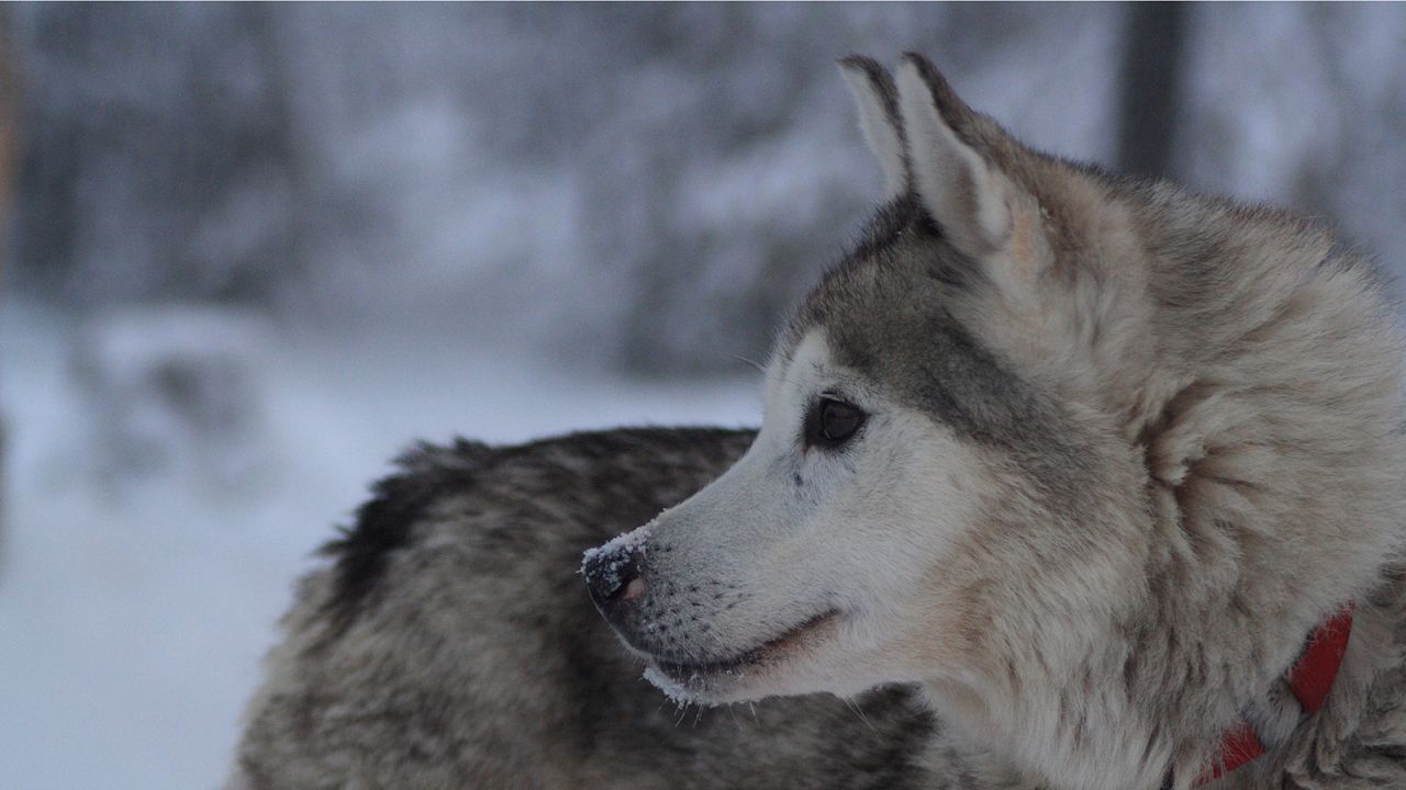 Huskies aren't pets, say the experts
