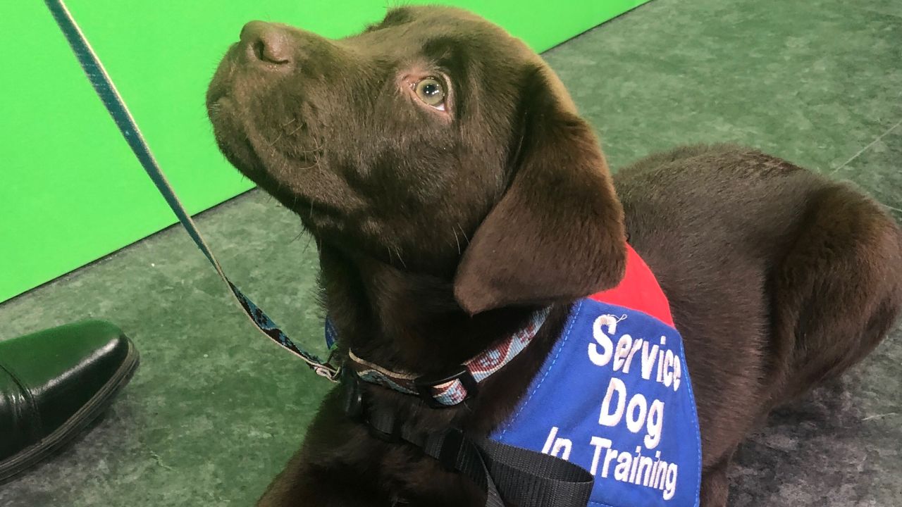 Granger, one of the puppies at the 'Puppy Pilates' class. 