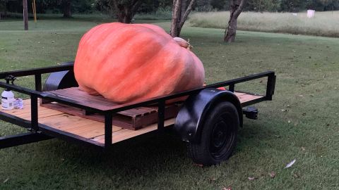 The pumpkin loaded on the trailer.