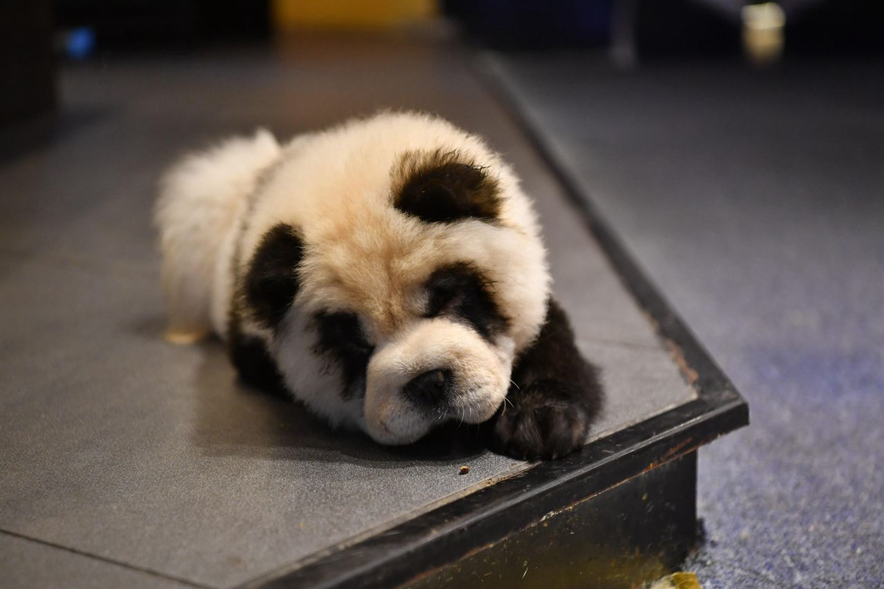 The cafe has drawn criticism on Chinese social media platforms for neglecting animal welfare.