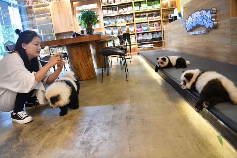 China store panda dog