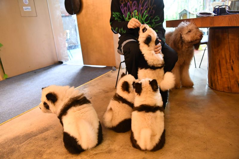 Chinese cafe paints dogs to look like giant pandas CNN