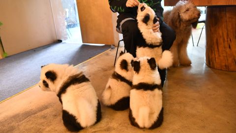 A pet cafe in the Chinese city of Chengdu has sparked controversy after painting six Chow Chow dogs as pandas.