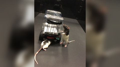 The rats inspect the ROV before getting behind the wheel--or copper bar, in this case. Responsible driving 101!