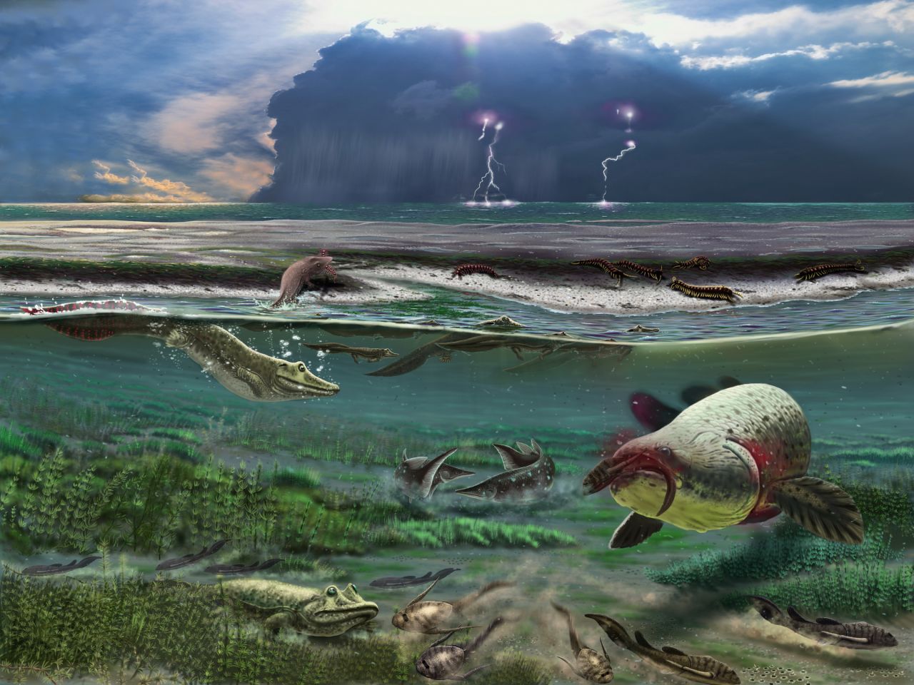 The Sosnogorsk lagoon as it likely appeared 372 million years ago just before a deadly storm, according to an artist's rendering. The newly discovered tetrapod can be seen in the left side of the image below the surface.