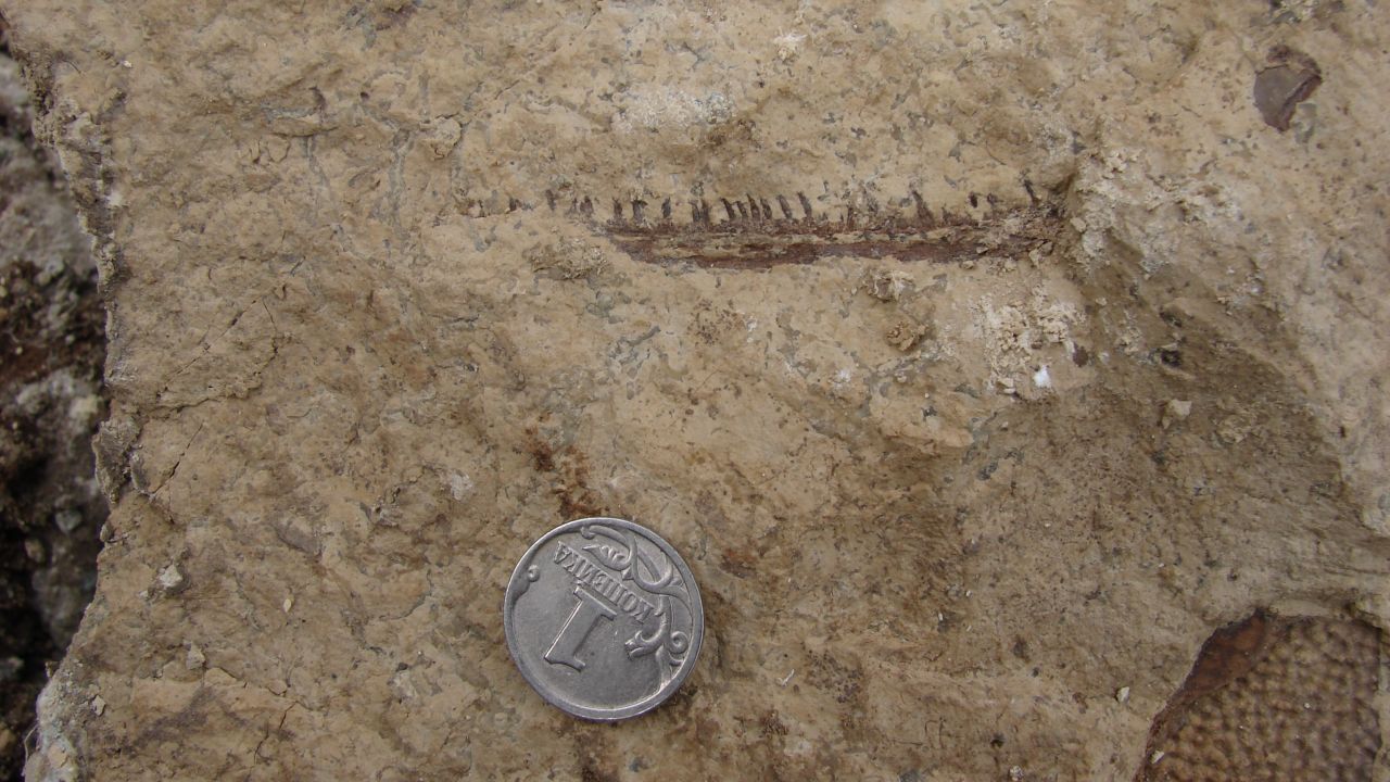 Some of the newly uncovered tetrapod fossils.