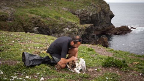 Experts remove a 10 cm fishing hook and length of wire from the gullet of a great black-backed gull.