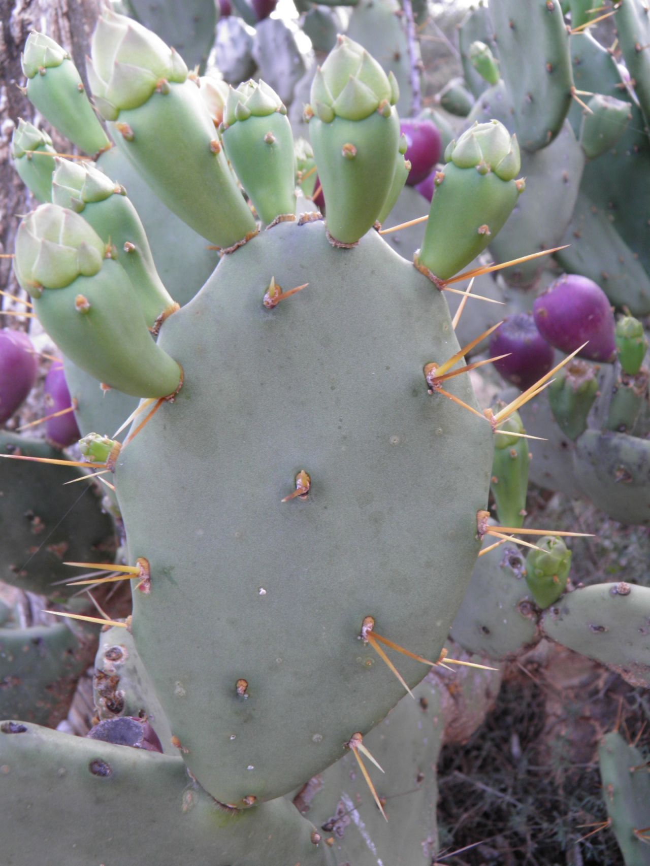 <strong>Bugs:</strong> Biocontrol is said to be the best way of managing the pesky cactus. That involves releasing cochineal insects that feed on the cactus, killing it off.