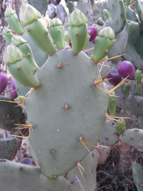 <strong>Bugs:</strong> Biocontrol is said to be the best way of managing the pesky cactus. That involves releasing cochineal insects that feed on the cactus, killing it off.  