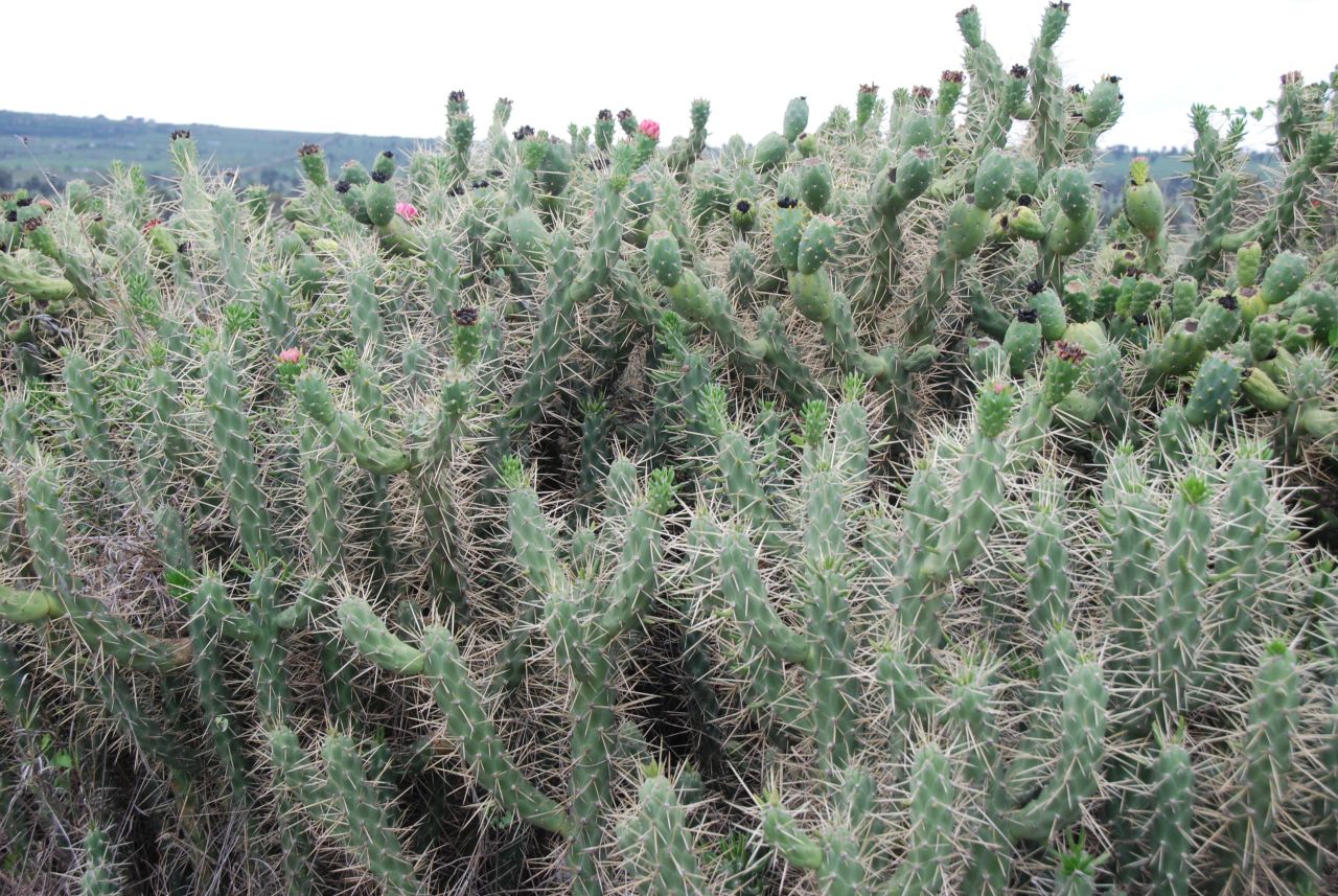 <strong>Inaccessible areas:</strong> The spread of the prickly pear is dense in many areas, making them inaccessible by foot or vehicle.
