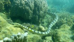 A greater sea snake in Baie Des Citrons in New Caledonia, a French territory in the South Pacific. 