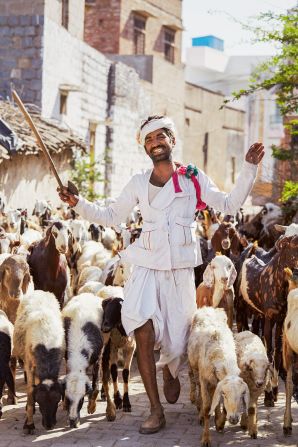 A goatherd leading his flock in Balotra, Rajasthan. 