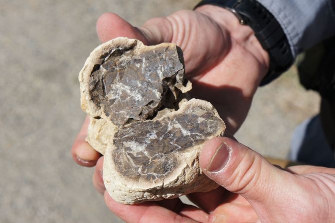 This split concretion reveals the cross section of a vertebrate skull inside.