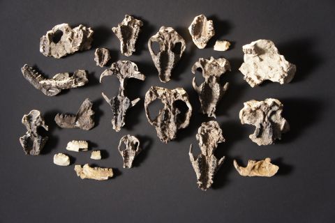 A collection of mammal skull fossils and lower jaws retrieved from Corral Bluffs.