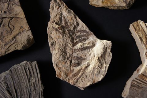 A fossilized fern found at the site. Ferns usually pop up in areas hit by disaster.