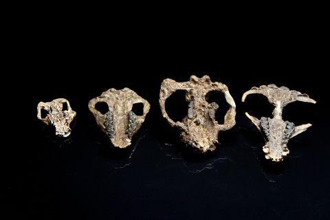 Researchers uncovered a fossil timeline of the first million years after the dinosaurs went extinct in Colorado's Corral Bluffs. As seen in these fossils, the mammals grew larger over time. These four mammal skulls represent Loxolophus, Carsioptychus, Taeniolabis and Eoconodon (left to right).