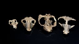 A collection of four mammal skulls collected from Corral Bluffs (Left to right: Loxolophus, Carsioptychus, Taeniolabis, Eoconodon ).