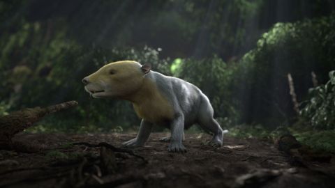 This is a CGI rendering of the ancient Taeniolabis mammal. The rendering was taken from the PBS NOVA special "Rise of the Mammals."