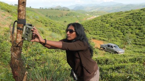 Anjali Watson attaches a motion-sensing camera to a tree.