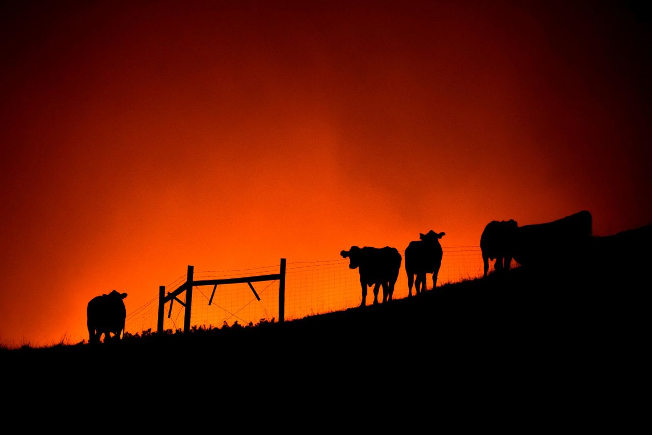 Cows stand on a ridge as the Kincade Fire approaches in Sonoma County.