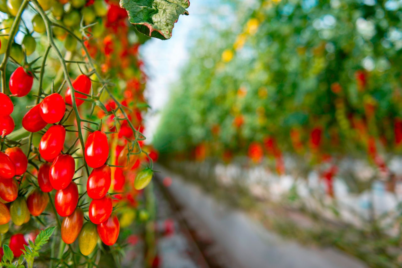 The company has established a proof-of-concept facility in the Abu Dhabi desert, where temperatures can exceed 50 degrees Celsius. <br /><br />The company is currently producing several varieties of tomatoes but intends to branch out into aubergines, cucumbers and other vine crops. 
