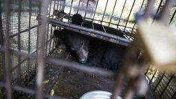 Bears like this one, seen on February 17, 2016 in Mong La, Myanmar, are kept in cages and have their bile extracted periodically with syringes for Chinese medicine.