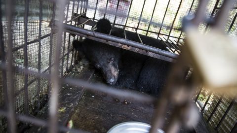 Bears like this one, seen on February 17, 2016 in Mong La, Myanmar, are kept in cages and have their bile extracted periodically.