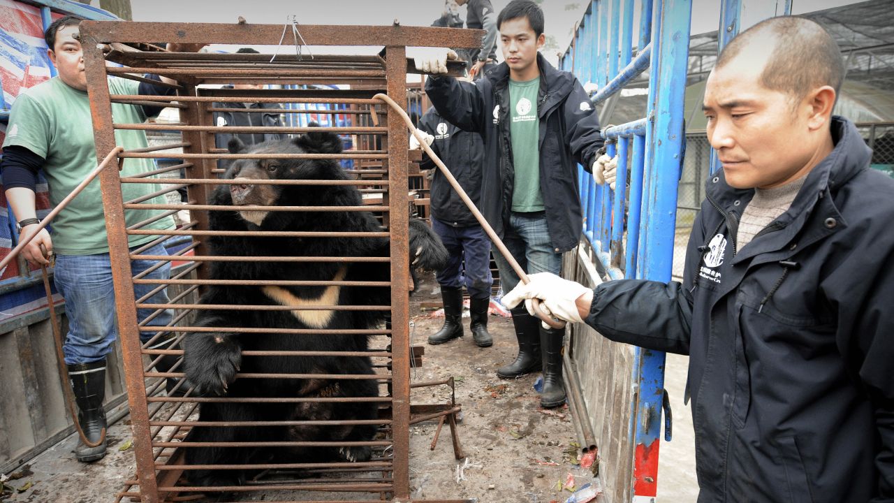 Workers prepare to move a moon bear rescued from a bear bile farm in Chengdu on February 6, 2009.