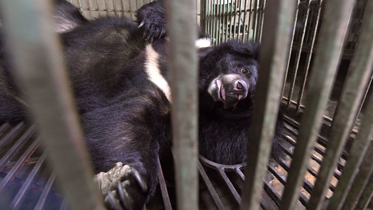 This photo taken on August 14, 2018 shows a caged bear during a rescue operation from a facility where bear bile is extracted in Thai Nguyen province, in Vietnam.