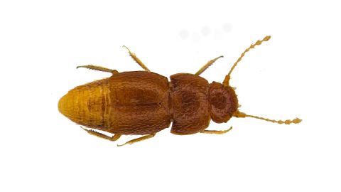 In this undated photo issued by Entomologist's Monthly Magazine, showing the new species of beetle Nelloptodes gretae, named after Swedish environmental campaigner Greta Thunberg.