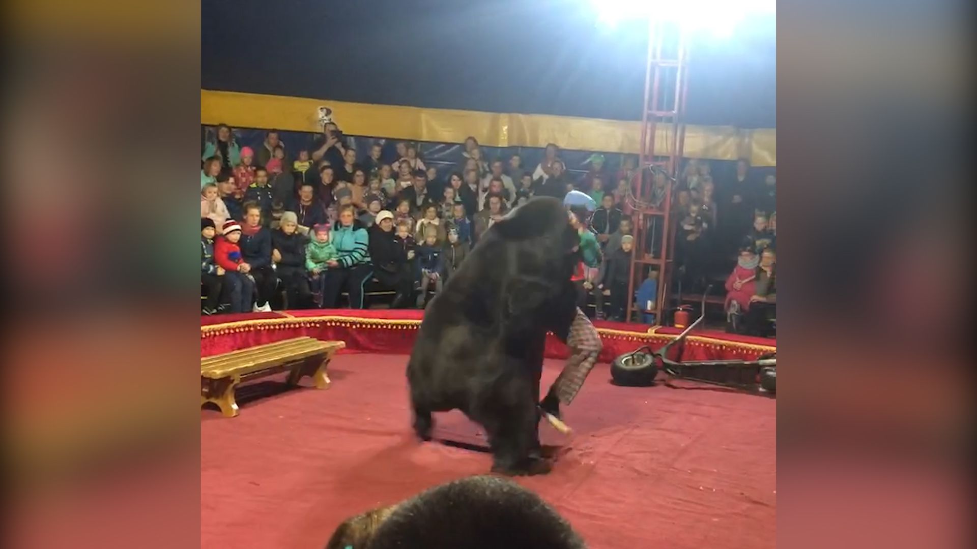 A circus bear lunged at his handler with families sitting just feet away |  CNN