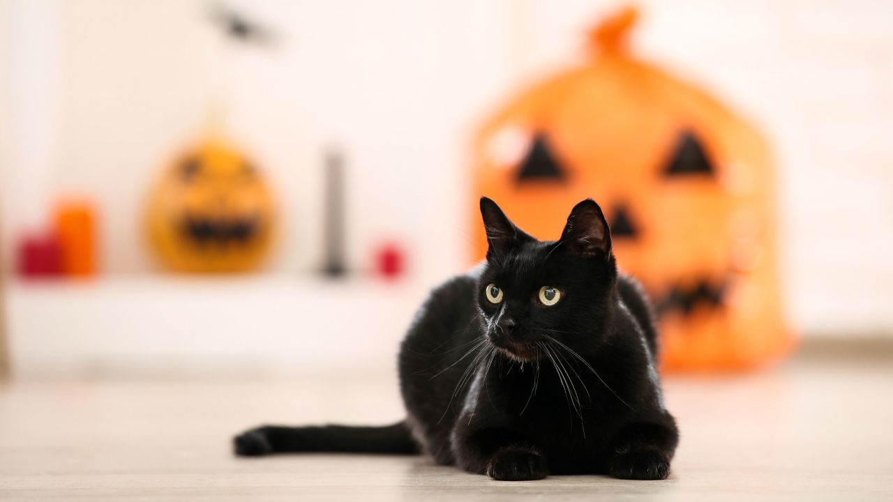 Black cats are adopted less than other cats due to the superstition surrounding the felines.