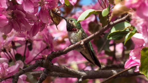 The Broadtailed Hummingbird