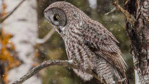 The Great Gray Owl