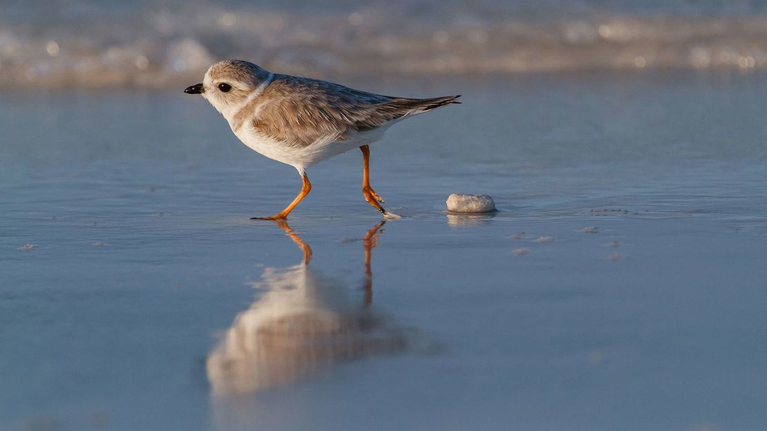 The Piping Plover