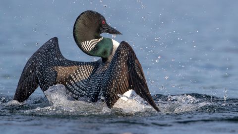 The Common Loon