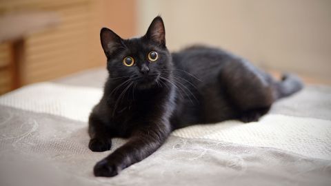 03 black cat