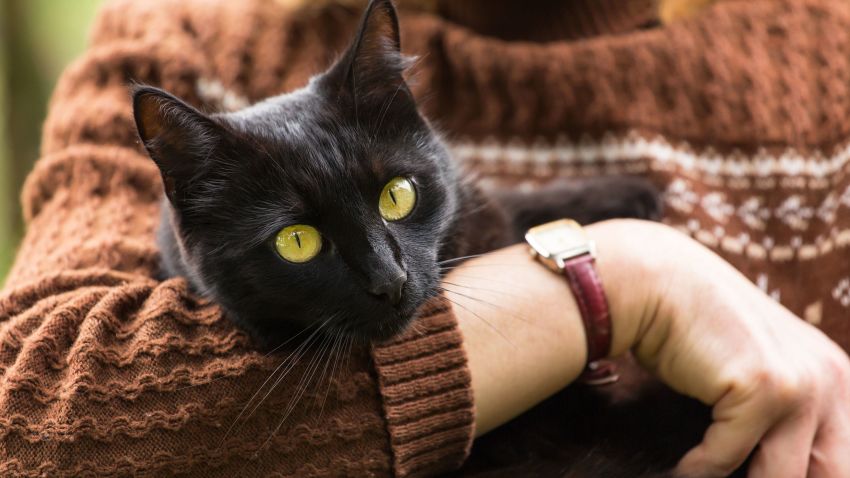 Beautiful black cat with yellow eyes on owner hands; Shutterstock ID 1541597342; Job: CNN Photos