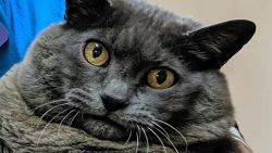 Cinderblock là một con mèo Shorthair trong nước nặng 25 pound có thói quen tập luyện mới đã giành chiến thắng trên internet.