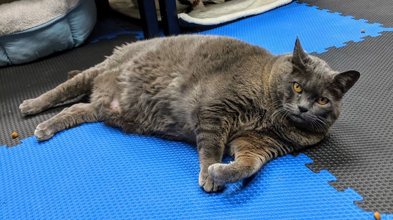 Fat fluffy best sale grey cat