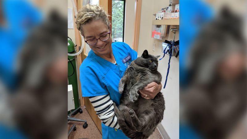 A fat cat named Cinderblock wins over the internet with its