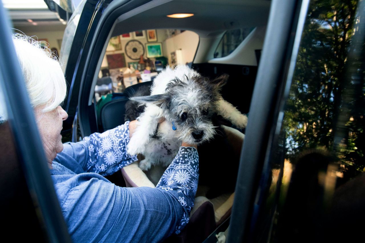 Sandy Beddow evacuates Healdsburg with her dog.