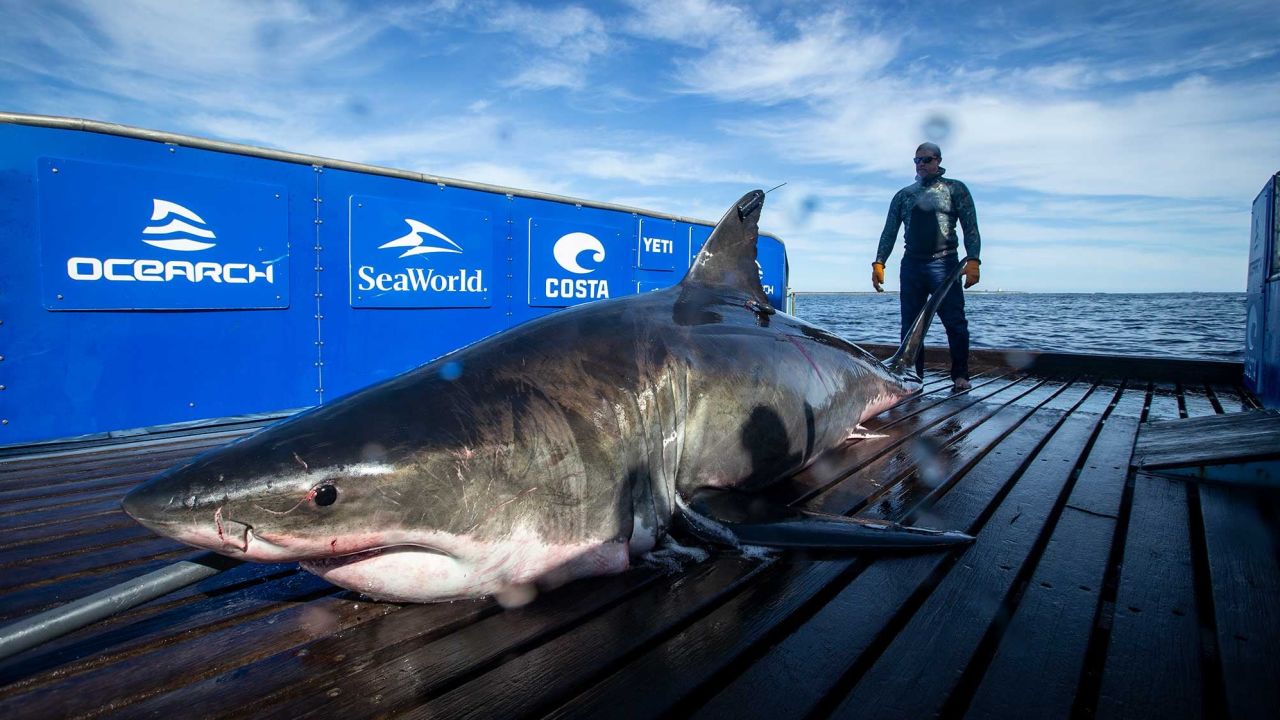 The great white shark weighs over 2,000 pounds. 