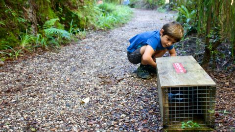 Community groups are actively involved in trapping New Zealand's unwanted pests.