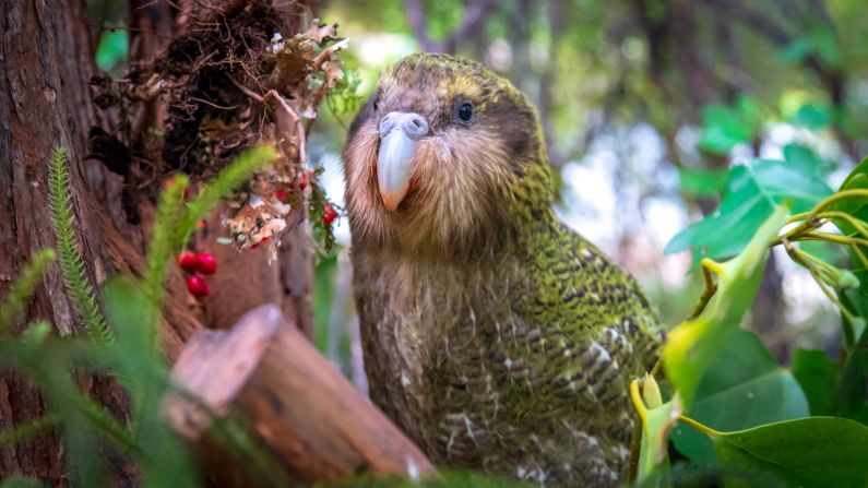 Large, plump and nocturnal,<a  target="_top" href="/newspapers?url=https://edition.cnn.com/2019/12/26/world/kakapo-conservation-scn-c2e-intl-hnk/index.html" target="_blank"> the kakapo</a> lives only in New Zealand; it is also the only parrot in the world that lives on the ground and cannot fly. Their numbers have plummeted over the years, with the kakapo unable to protect themselves against predators introduced since European settlement of New Zealand in the 18th century.
