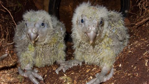 These kakapo chicks are starting to lose their baby fluff and gain their adult plumage.